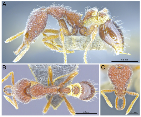 三個全球首次發現的新品種之一，新螞蟻品種Strumigenys hirsuta；圖片排序：側面(上)﹑ 背面(左下) ﹑正面(右下)。（照片來源：香港大學）